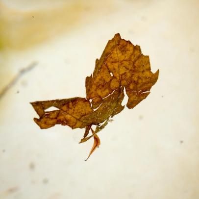 Liquid grounds floating leave