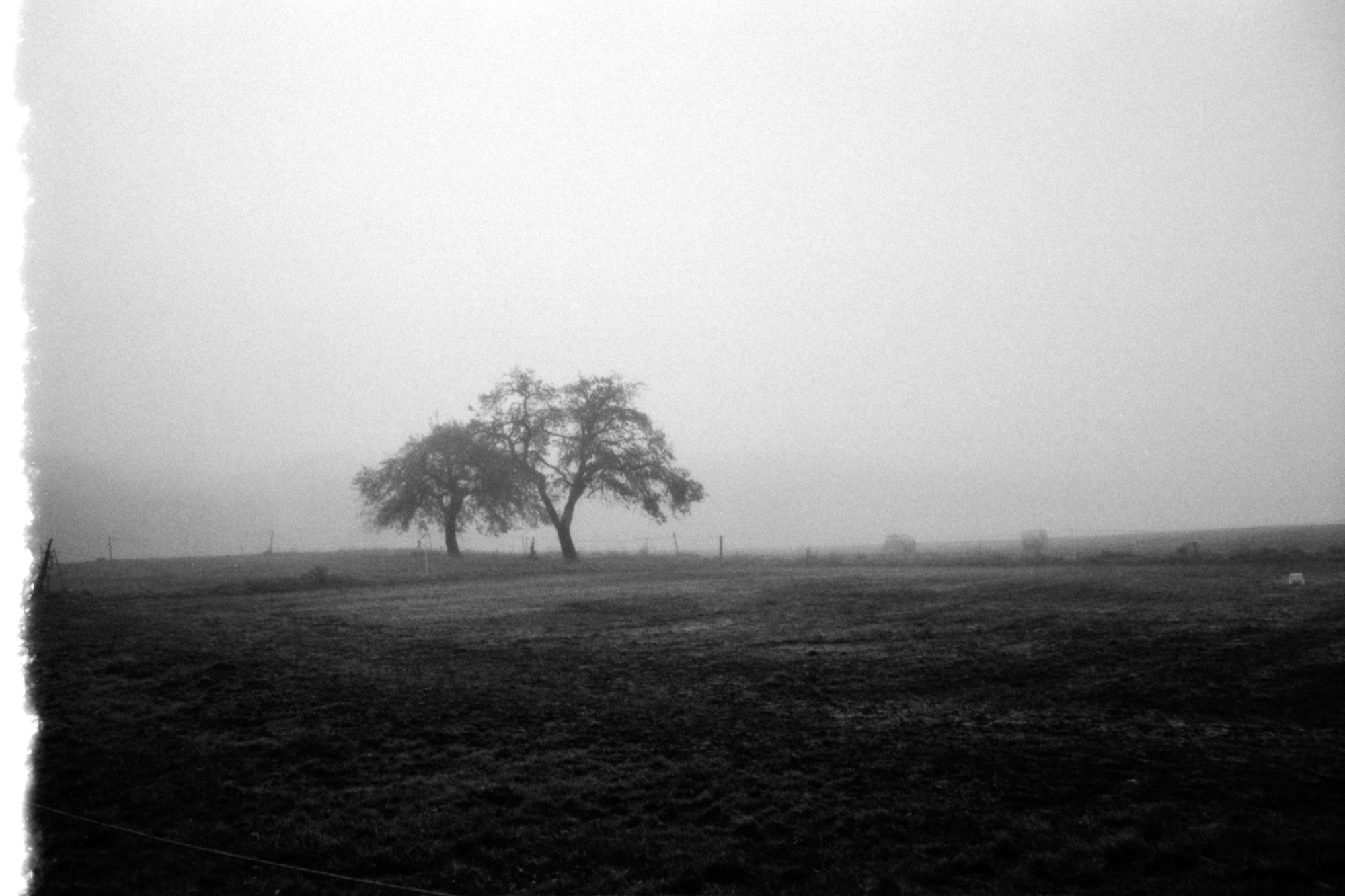 Black and white image of two solitary trees in the fog.