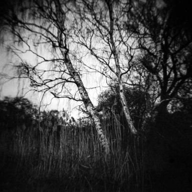 Black and white image of two birches standing together in the dark.