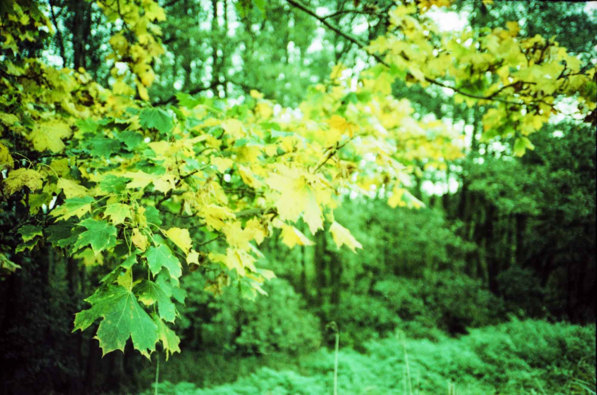 Colorful autumn leaves.
