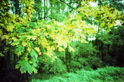 Autumn leaves | Cross processed slide film Colorful autumn leaves.