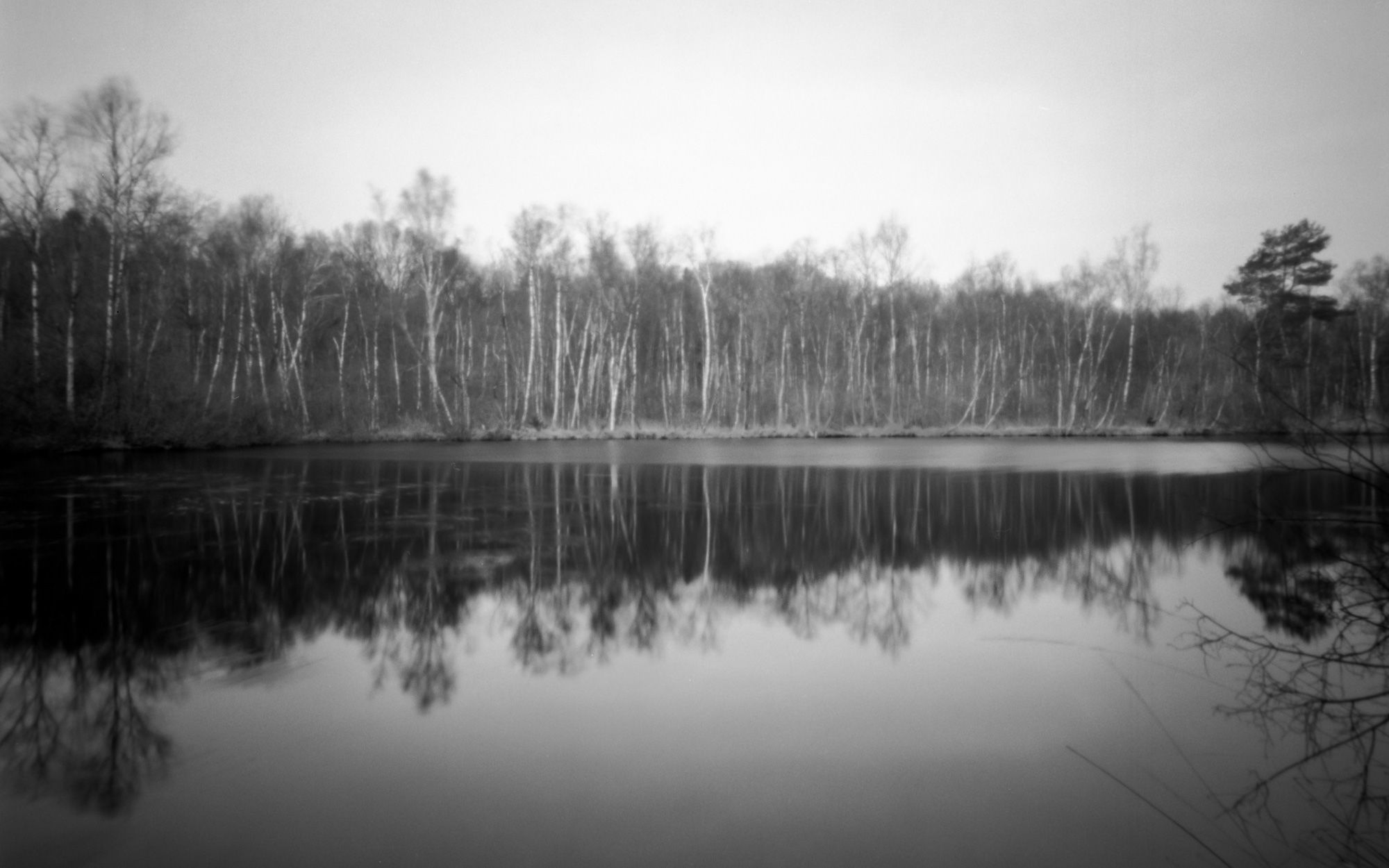 A calm lake with a glassy surface reflects the sky. A row of trees borders the shore, and the scenery exudes peace and harmony.