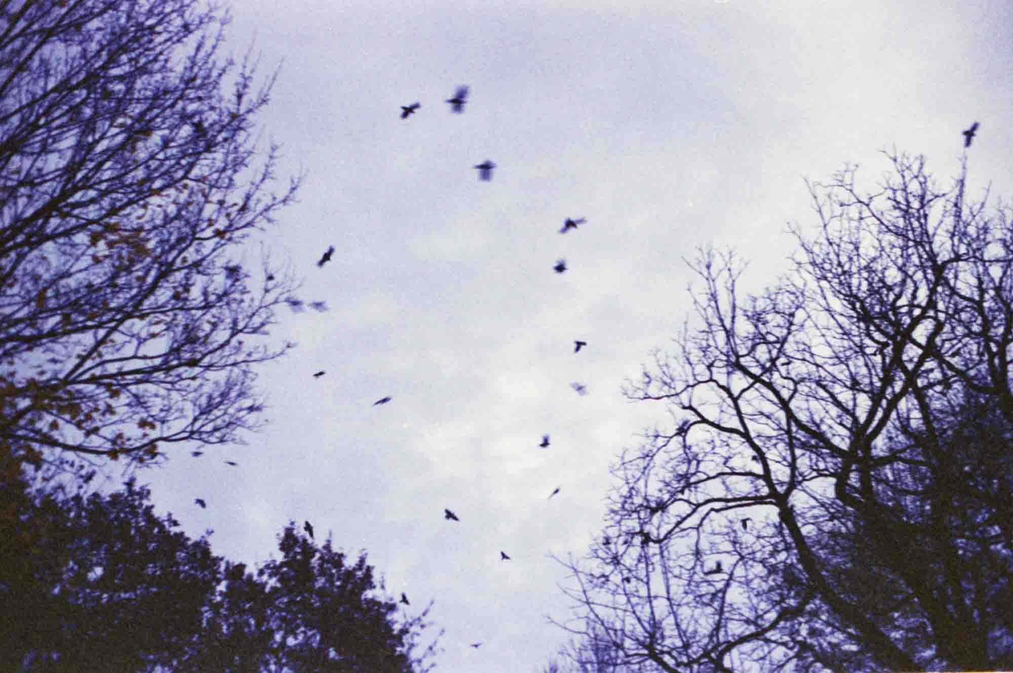 Lila gefärbter Himmel mit Vögeln.