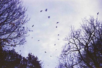 Flying birds | Pentax ME Super | Press Color 200 expired 10/2003 Purple colored sky with birds.