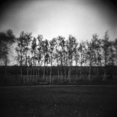 Einfache Ansicht. | HOLGA 120 mit Rotfilter aufgenommen Baumreihe in surrealer Ansicht.