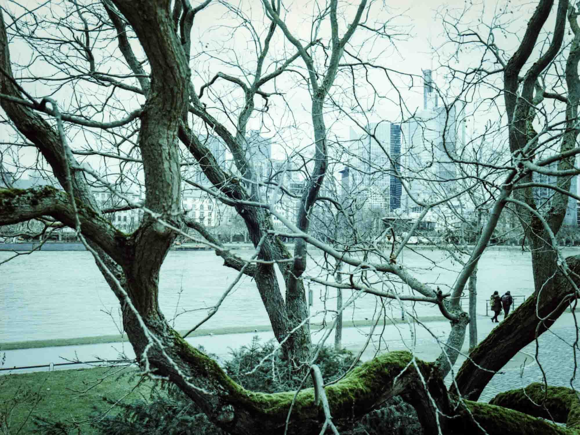 Baum mit der Sykline von Frankfurt im Hintergrund.