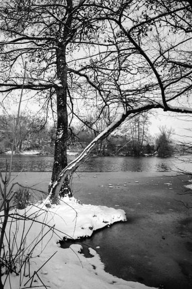 Snowy tree on the river. Taken with a Minolta XD-7 camera on Kodak TRI-X 400 film. Snowy tree on the river.