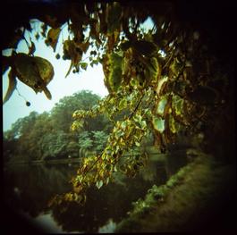 Autumn tree in the rain Autumn tree in the rain