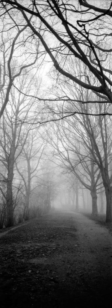 Path way through trees in a mystical scenery.