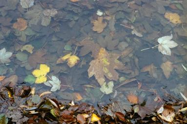 Blätter im Wasser. Blätter im Wasser.