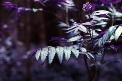 Farn. Farnblätter in Nahaufnahme.