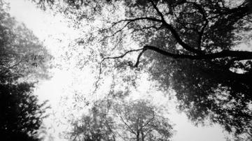 Look up into the sky. Pinhole photography Trees in the sky