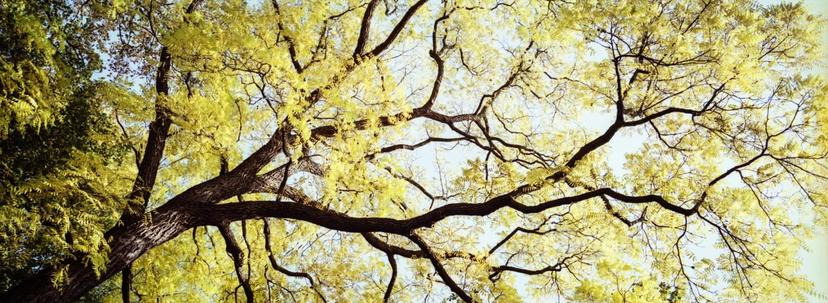 Panoramic autumn tree Farbenfroher Baum im Herbst.