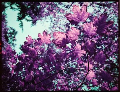 Purple autumn leaves | Lomochrome Purple film Violette Herbstblätter.