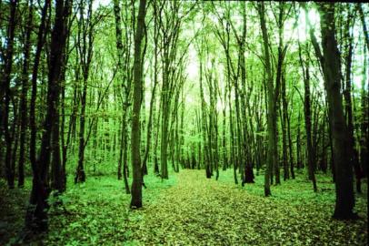 Forrest in autumn. Forrest path in autumn.