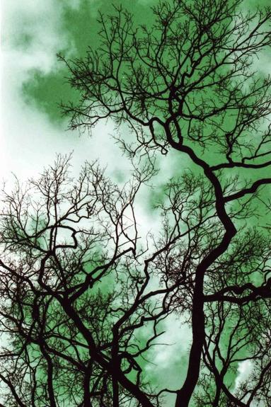 Bäume - aufgenommen mit LomoChrome Purple Film Surreale Ansicht von Baumästen und dramatischen Wolken im Hintergrund.