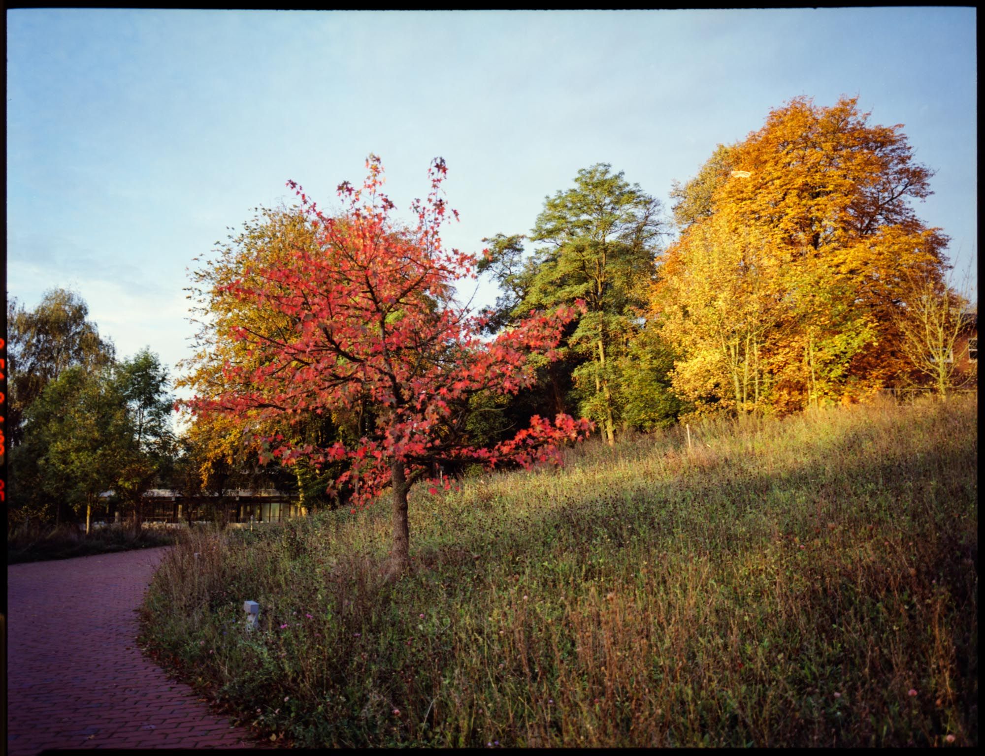 Autumn scene in various colors 