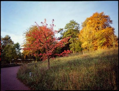 Autumn scene. Herbstszene mit Bäumen.