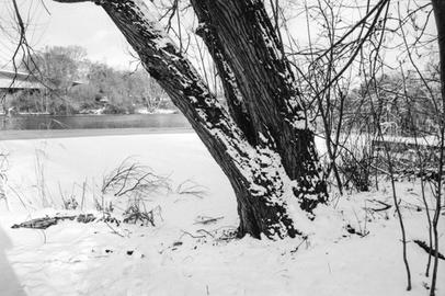 Snow-covered tree trunk. Detailed view of a snow-covered tree trunk.