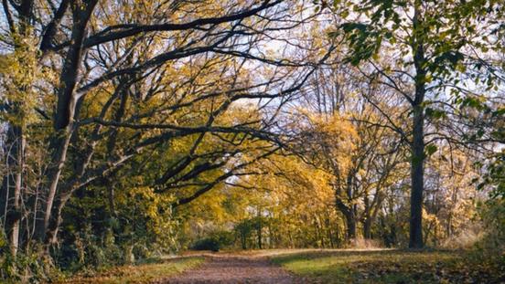Herbstspaziergänge aufgenommen mit Kodak Gold Film