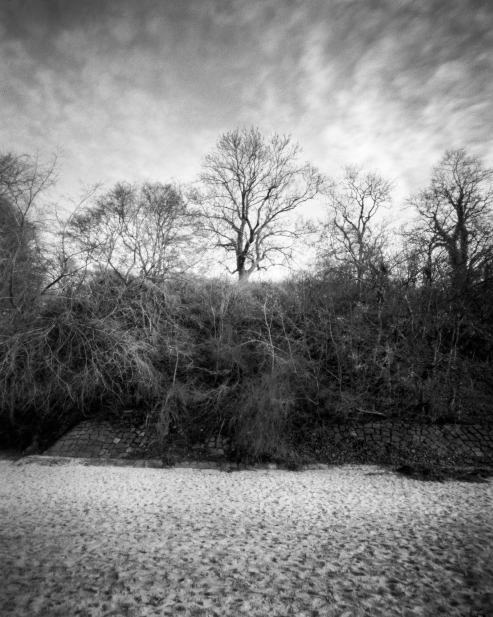 Overgrown bank with bare trees in the background, with a sandy or gritty surface dominating the foreground.