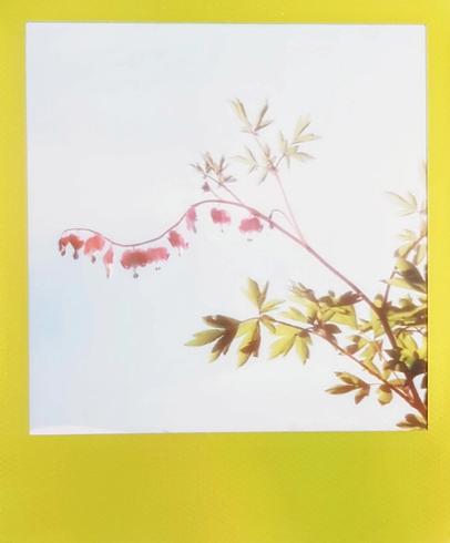 Tränendes Herz. | Roidweek 2019 - Erster Tag - 21. April Polaroid vom tränenden Herz (Pflanze)