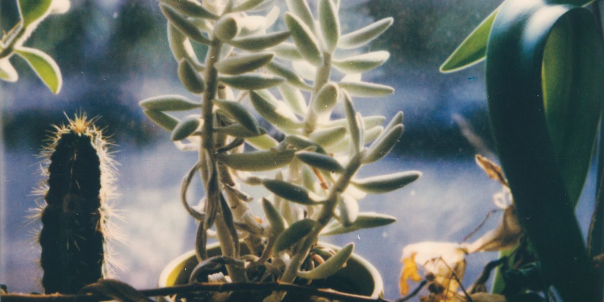 Polaroids Polaroid of a cactus.