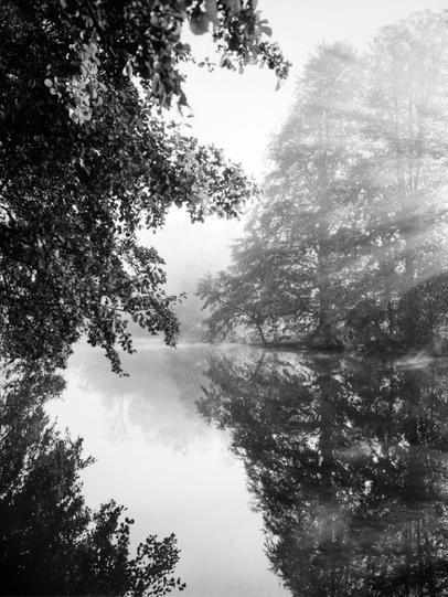 Sunlight filtering through the foliage. The trees are shrouded in fog, while sunlight pierces the mist, gently illuminating their silhouettes.