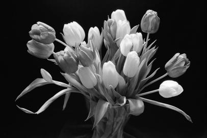 Blauer Farbfilter. Tulpen.