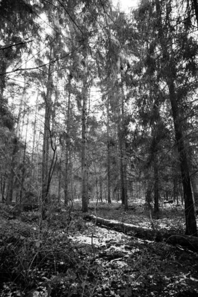 Forest view with snow. Forest view with snow.