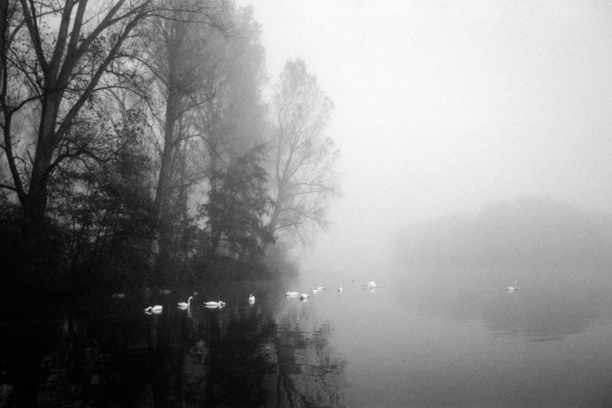 Black and white image of swans in the fog