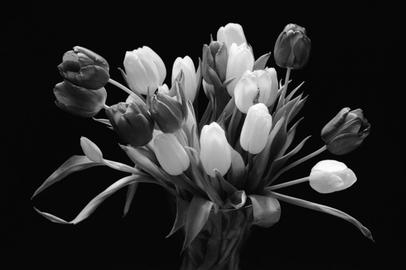 Oranger Farbfilter. Tulpen.