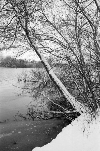 Tree by the river. Tree by the river in a snowy landscape.
