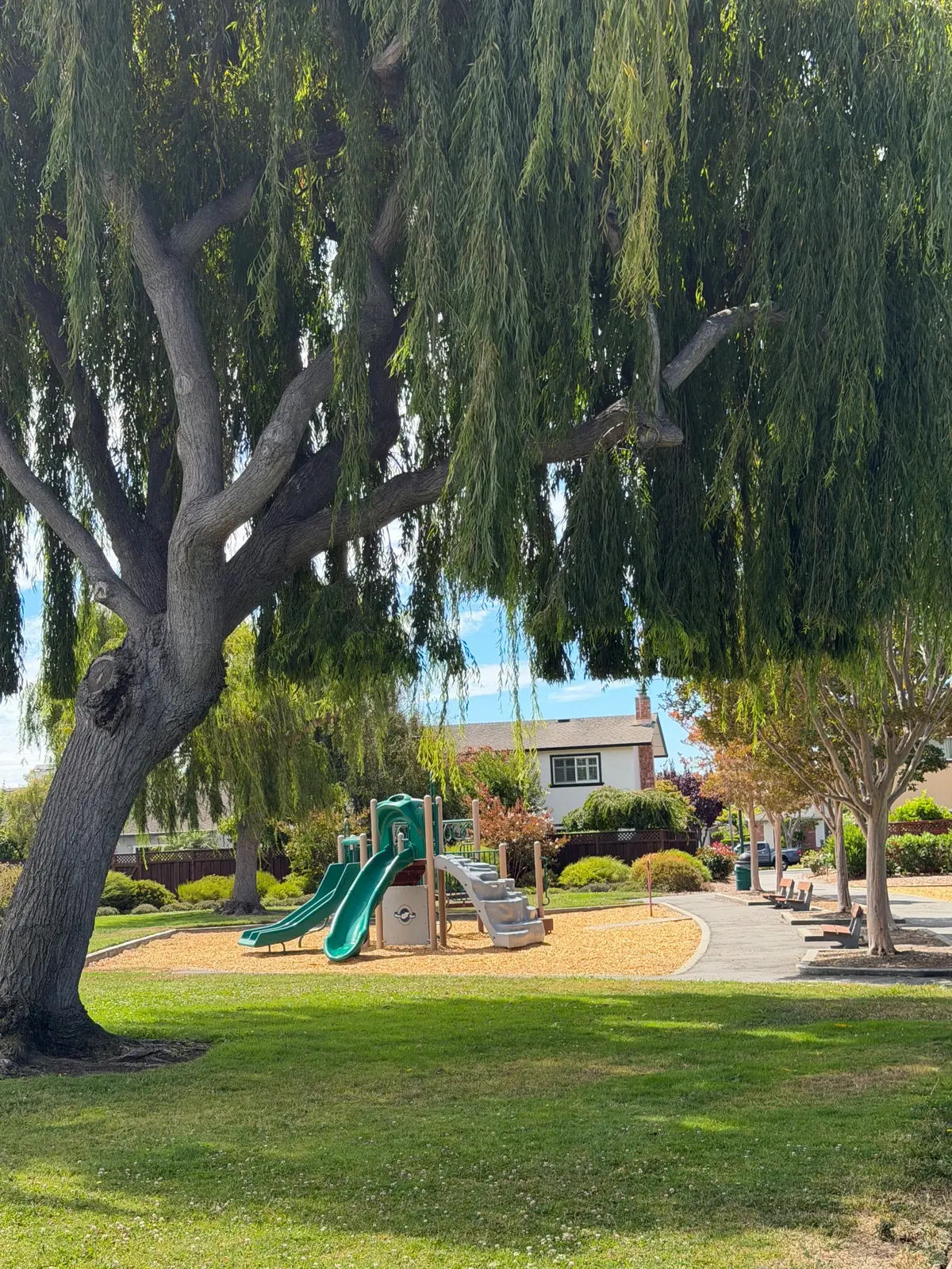 Weeping willows provide a serene ambiance