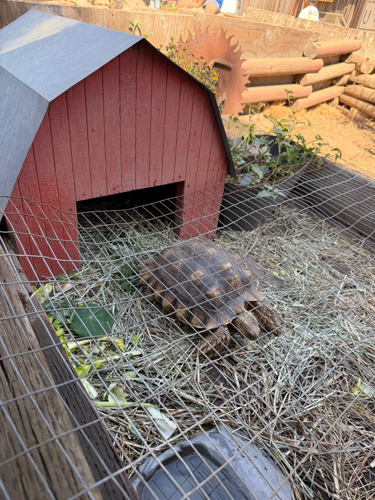 Tortoise Ranch