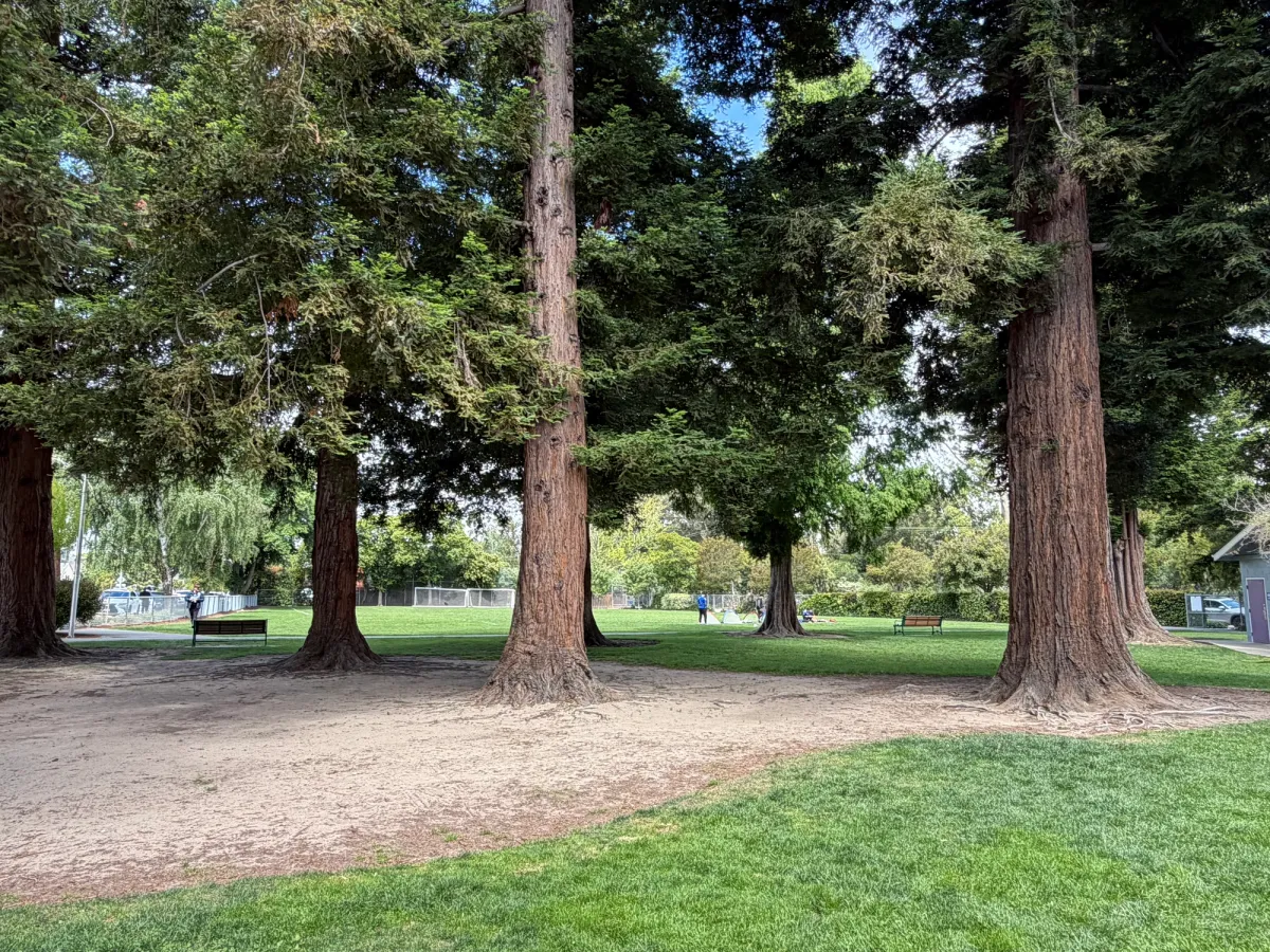Large field with plenty of tree shade great for picnics 