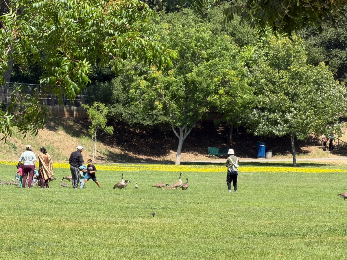 The playground is right next to a huge park that hosts many friendly geese and goslings