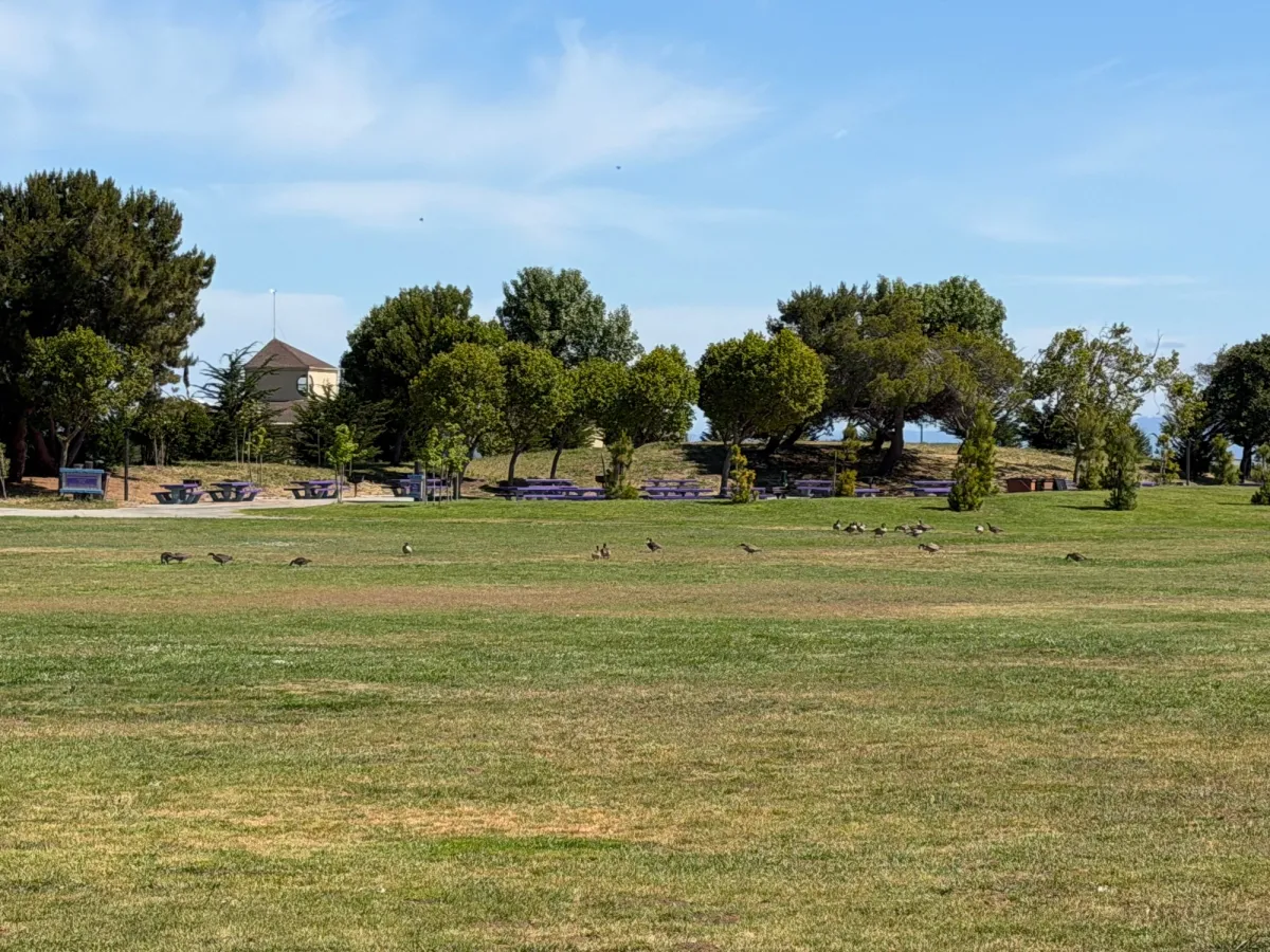 Lots of canadian geese wandering around the fields