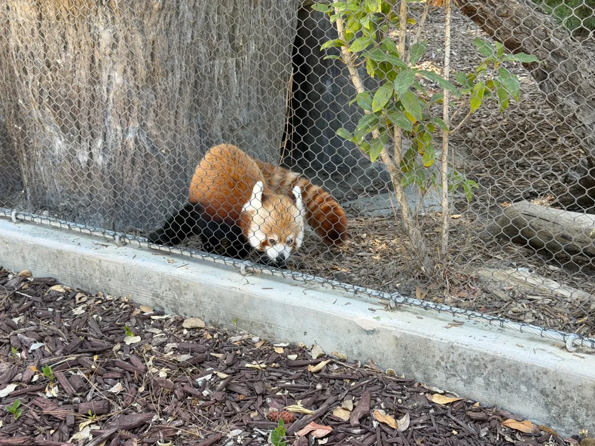 Red panda exhibit at zoo