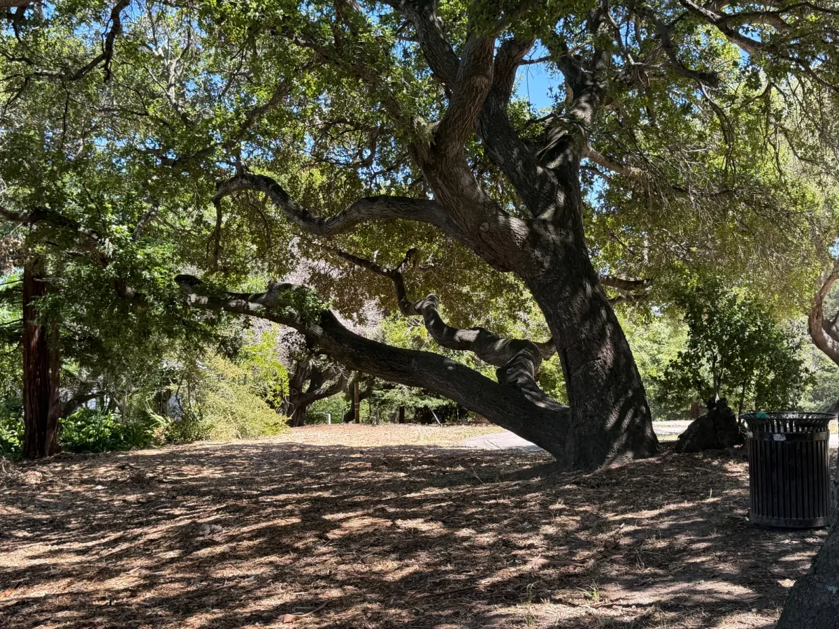 Perfect climbing tree for kids