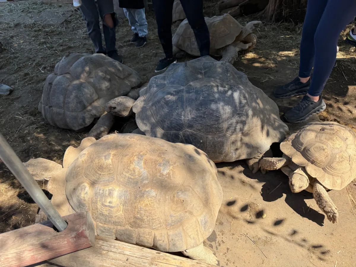 Tortoise Ranch