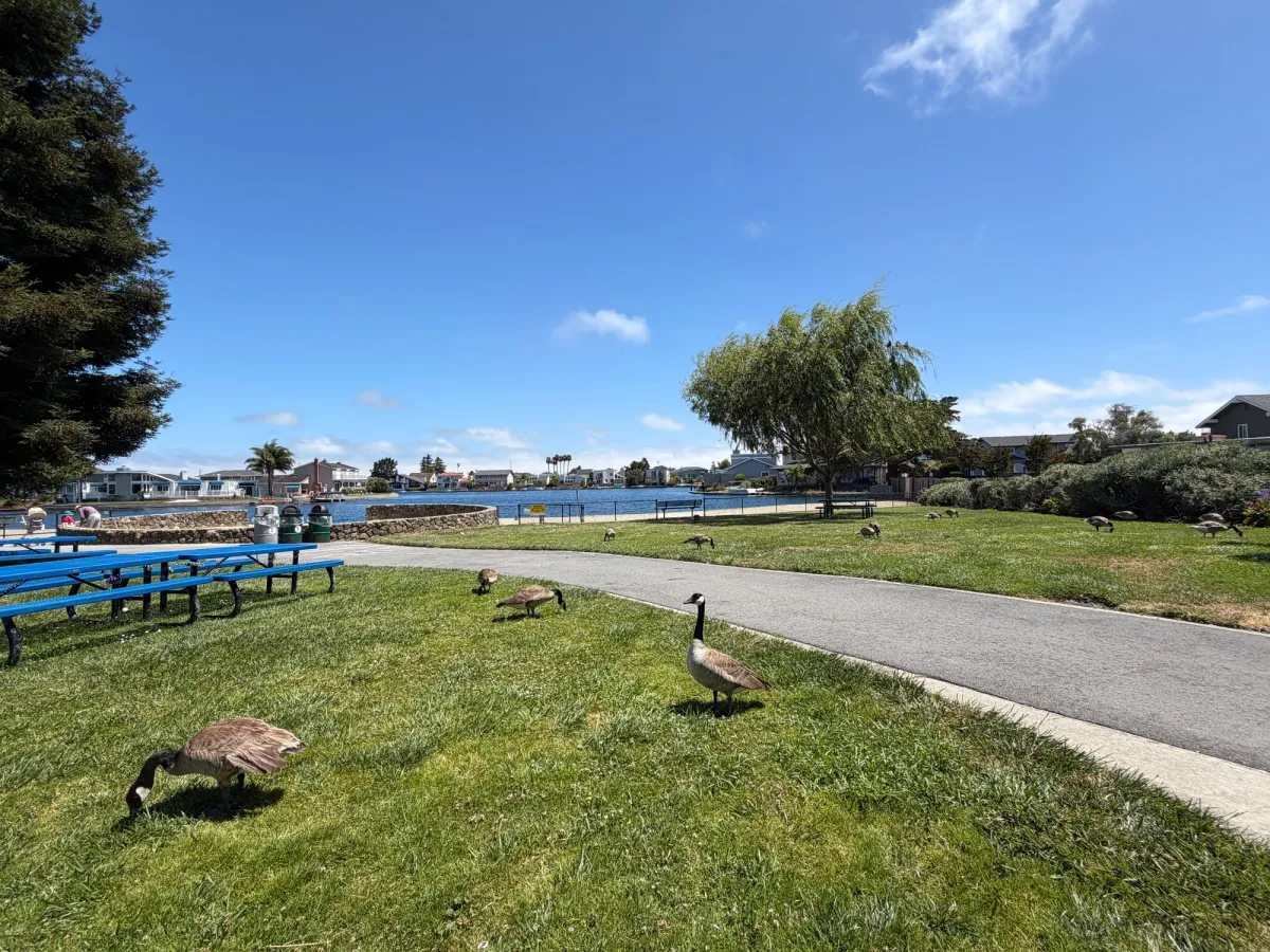 Lots of canadian geese wandering about