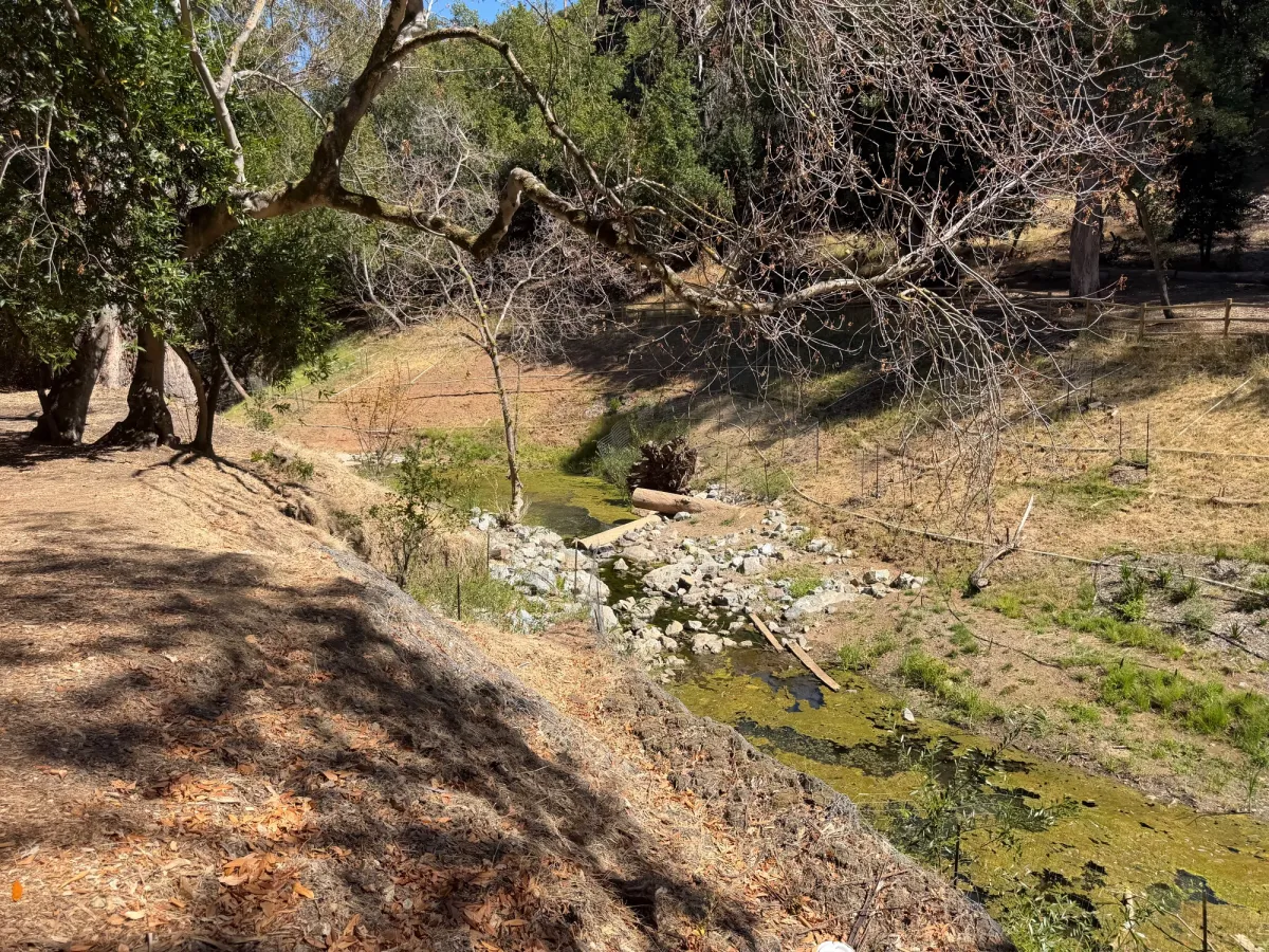 Creek running through the park