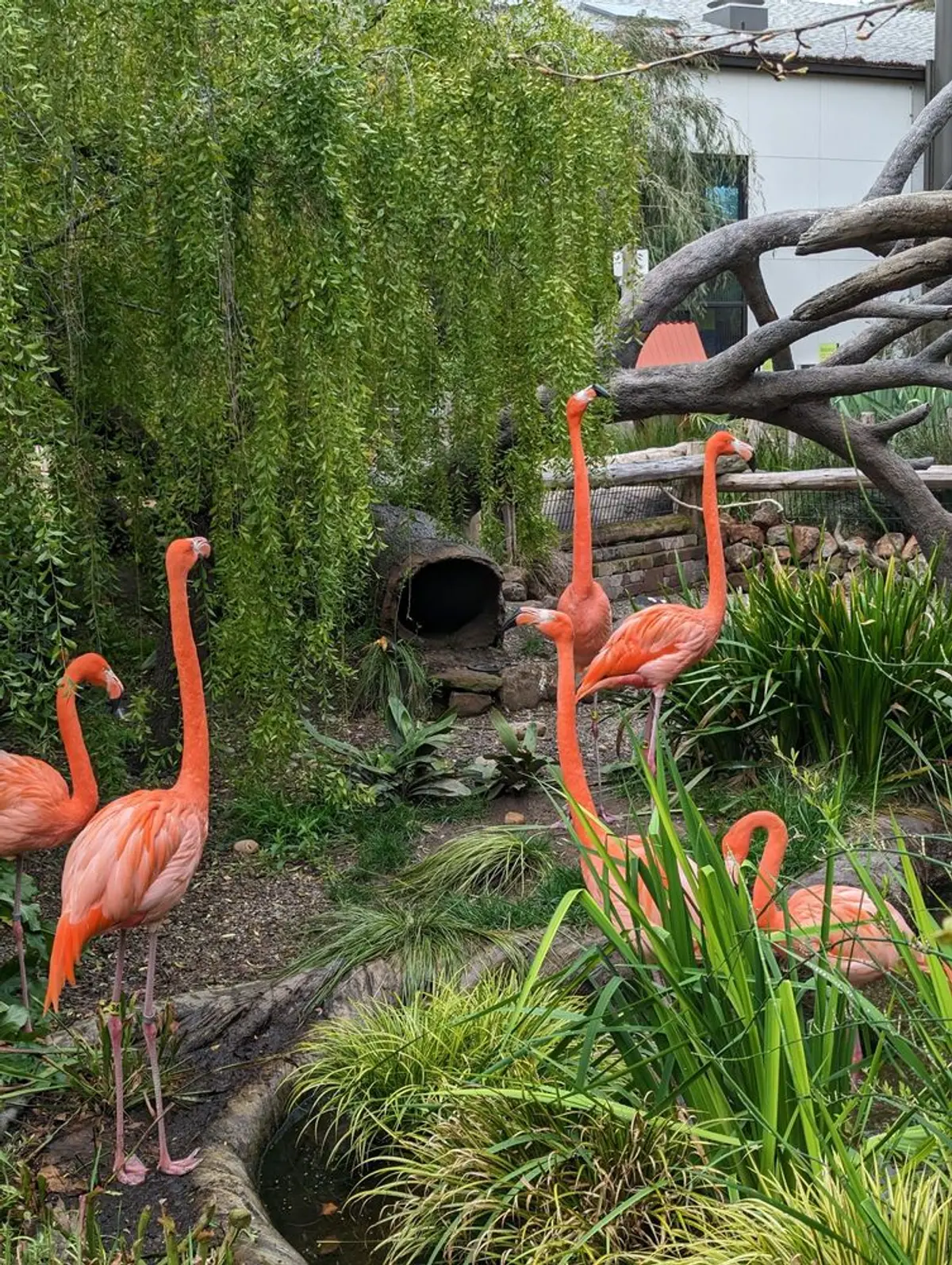 Flamingo area