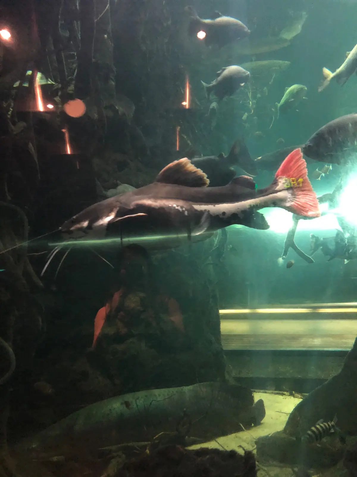 Fish exhibits