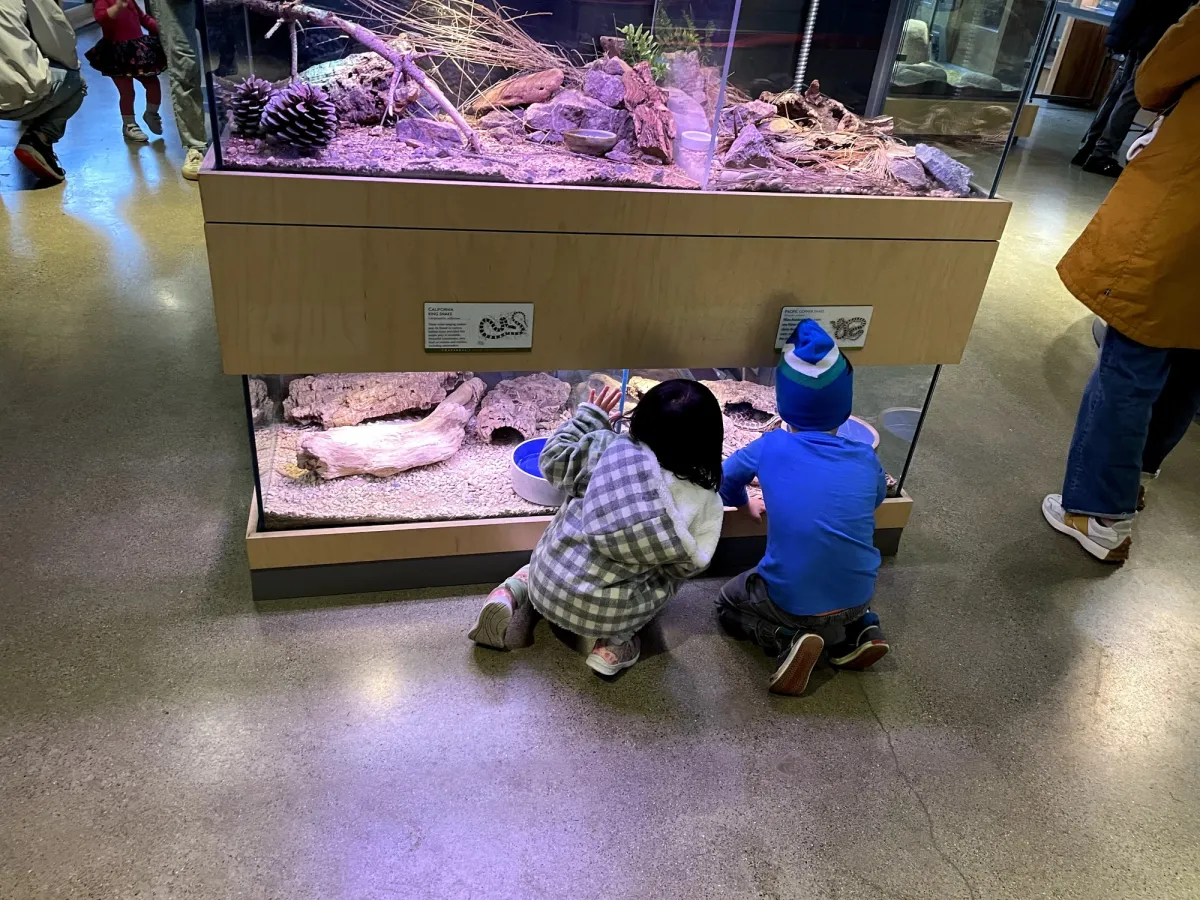 Other fascinating exhibits for littles to poke their noses at