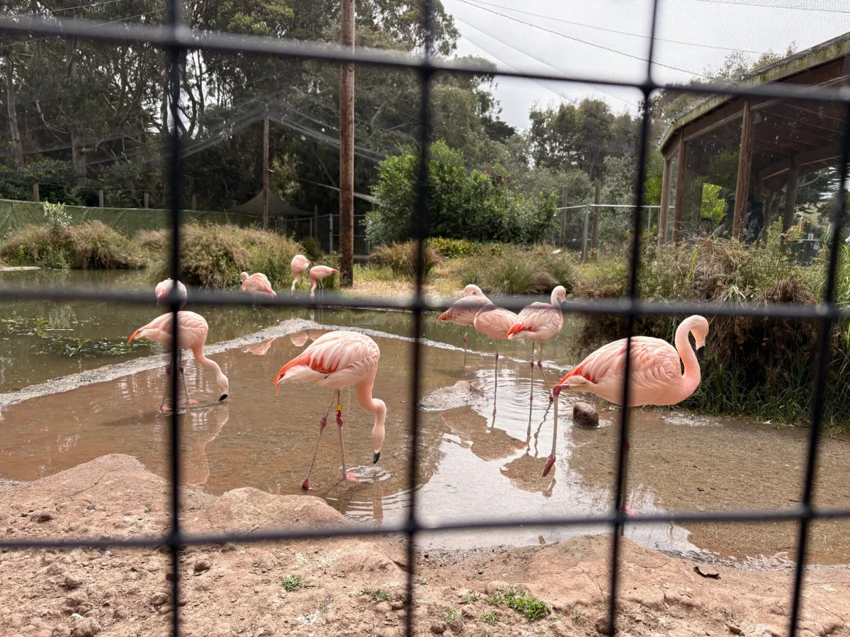 San Francisco Zoo
