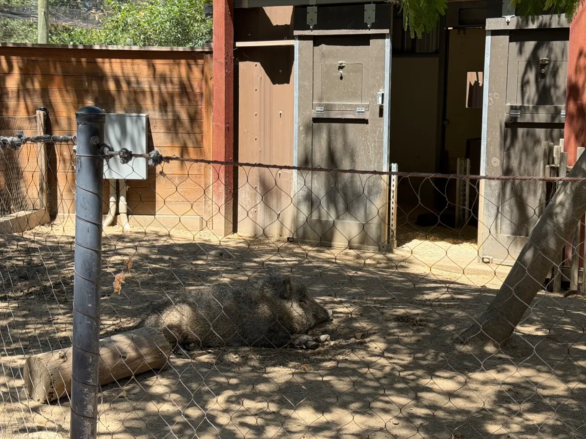 Collared peccary (similar to wild boar) 
