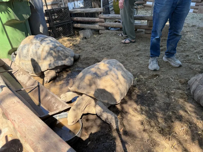 Tortoise Ranch