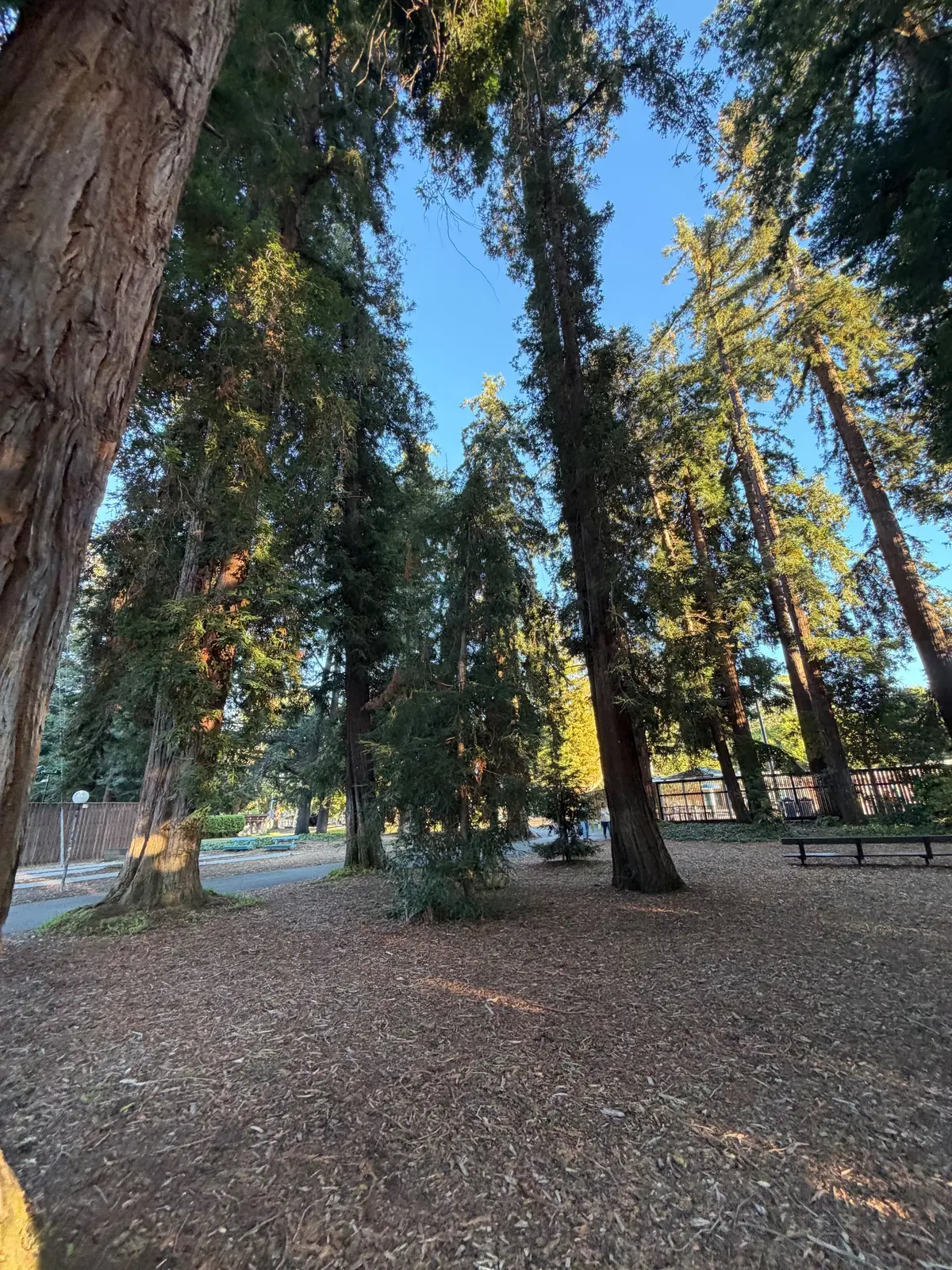 Small Redwood forest next to pool